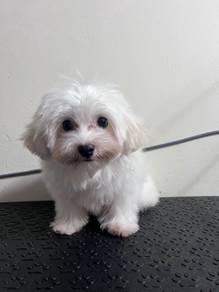 maltipoo dog 