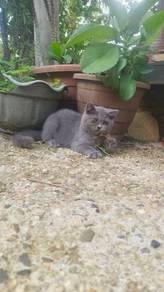British shorthair