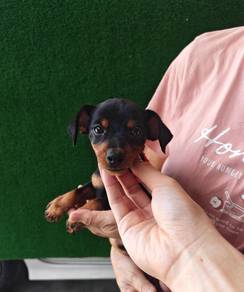 Pure Breed Mini Pinscher Female 1606D