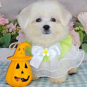 Maltese