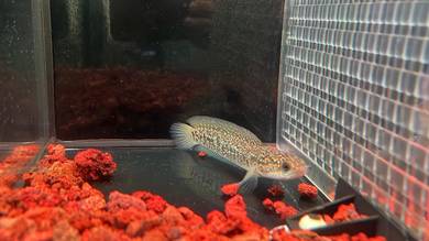 Ikan Channa Fish-Asiatica Kalimaya 5.5 inch (AK-2)
