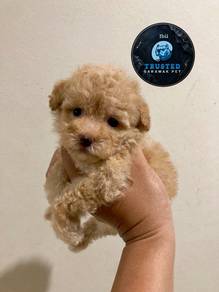 Tiny poddle
