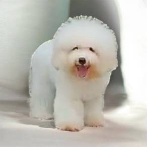 Bichon frise good quality