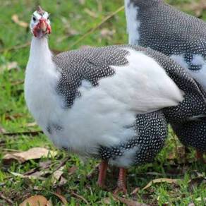 Anak Ayam Mutiara Api Pied guinea fowl chick bird 