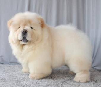CC6009 Chow Chow pretty cute puppies