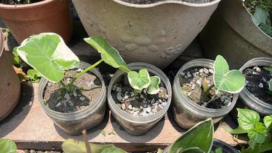 Alocasia Mickey Mouse