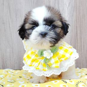 Shih Tzu