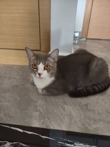 Cat for Adoption