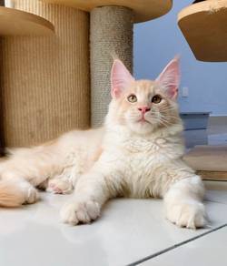Cameo Maine Coon