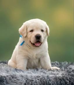 Labrador -2