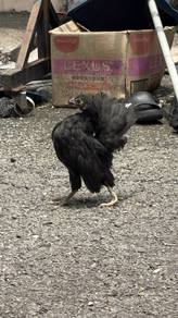 Ayam serama betina