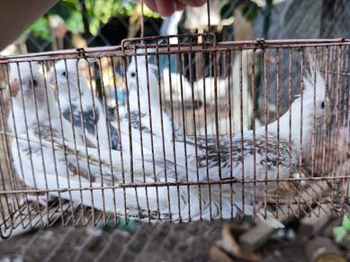 burung cockatiel