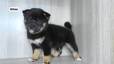 Pure Breed Black n Tan Shiba Inu (M2) 纯种黑金柴犬 男生