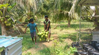 Benih kelapa pandan king & sgg