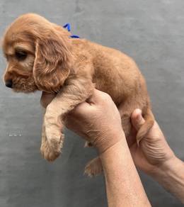 ENGLISH COCKER SPANIEL PUPPIES C112🌻 Male