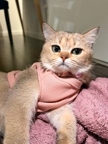 British shorthair