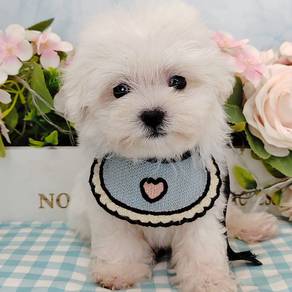 Bichon Frise