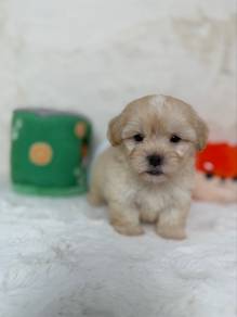 Maltipoo ，Poodle Mix Maltese