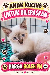 ANAK kucing 