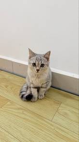 BSH x Domestic Short Hair