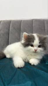 Pretty Kitten Persian