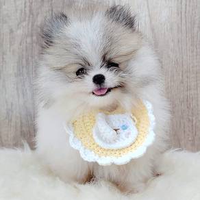 Pomeranian