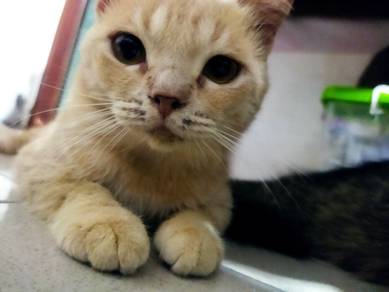 Cat up for adoption 