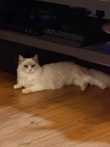 Ragdoll Female