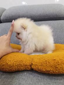 Tiny Pomeranian puppy