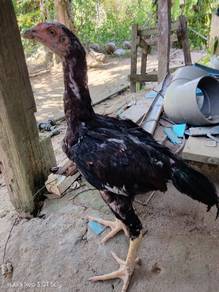 ayam sabung batang kaki