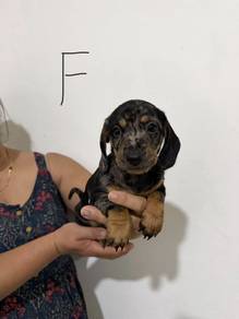Dachshund purebred