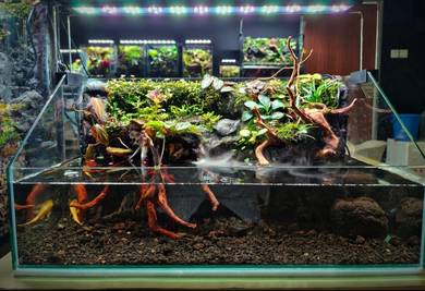 Mini Rainforest Paludarium Premium
