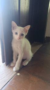 kucing