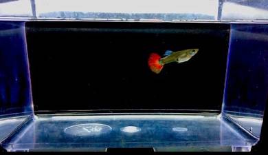 Platinum Dumbo Guppy (female)