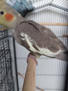 Cockatiels for Sale