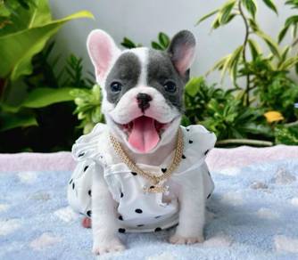 FRENCH BULLDOG PUPPIES 🌻VIP35 Girl Blue Pied