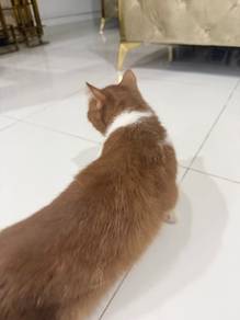 Female BSH Cinnamon Bicolor Cat for Sale 🐈