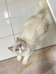 Male ragdoll with FFF Cert to Rehome