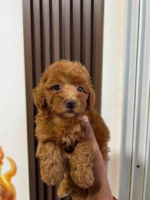 maltipoo&&&