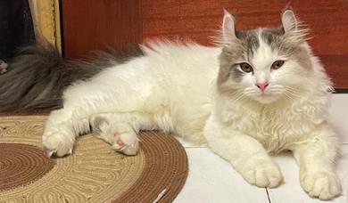 American Curl to Rehome