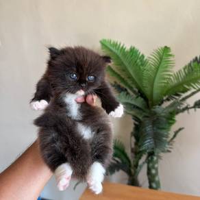 Kucing Parsi