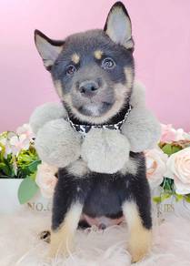 Shiba