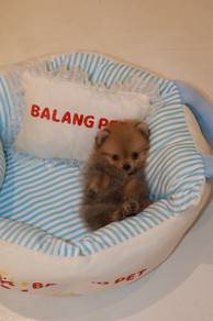 J0763 Pomeranian Tiny Cute Puppy