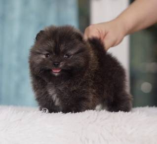 POMERANIAN PUPPIES P143 available cute cute