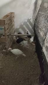 Anak ayam piru untuk dijual
