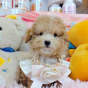 Poodle