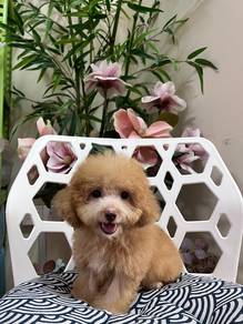 poodle