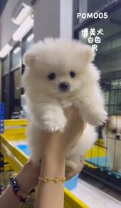 Special Offer: 5 Purebred Pomeranians (3 Males, 2 Females) – Available