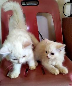2 cat female for re-home with fee