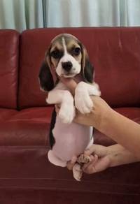 Beagle MKA Cert High Quality Male